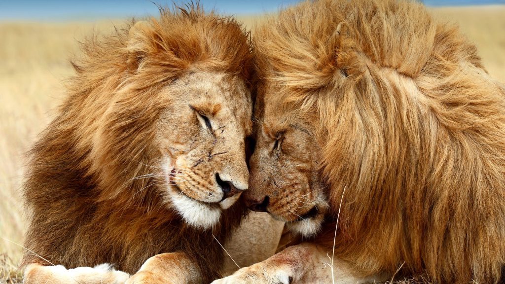 Serengeti safari inquiry