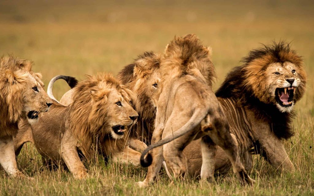 Serengeti lions ( A family of lions sighted in a Serengeti game drive)